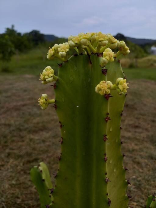 فيلا Solar Piri Pirenópolis المظهر الخارجي الصورة